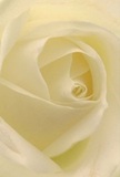 This close-up photograph draws you right into the tranquil heart of a cream-white rose, its petals spiralling inward in an almost meditative pattern that feels both intimate and refined. Each petal appears flawlessly shaped, with edges that curl gently towards the centre, creating a soft, creamy funnel of layered ivory and pale vanilla tones. The surface of the petals looks delicately matte, yet with a subtle, almost buttery sheen, as though your fingertips would glide over them like silk. Light seems to fall from above in a gentle wash, casting feathery shadows in the folds and giving the bloom a deep, hypnotic dimension, like soft morning light filtering through a sheer curtain. The mood is quiet and contemplative, evoking the stillness of an early walk through Raphael Park or along the tree-lined streets of Gidea Park, when everything feels hushed and full of promise. Visually, there is no harsh contrast-only a serene play of white, cream, and the faintest hint of warm lemon near the core, suggesting purity, remembrance, and calm acceptance. As a local florist, I see this rose as the perfect single bloom for a heartfelt condolence bouquet, an understated bridal posy, or a meaningful arrangement sent to a loved one nearby. The image captures not just its form but the feeling of soft fragrance in the air-clean, gentle, and soothing-like a quiet embrace delivered to a doorstep in Gidea Park with thoughtful care and respect.